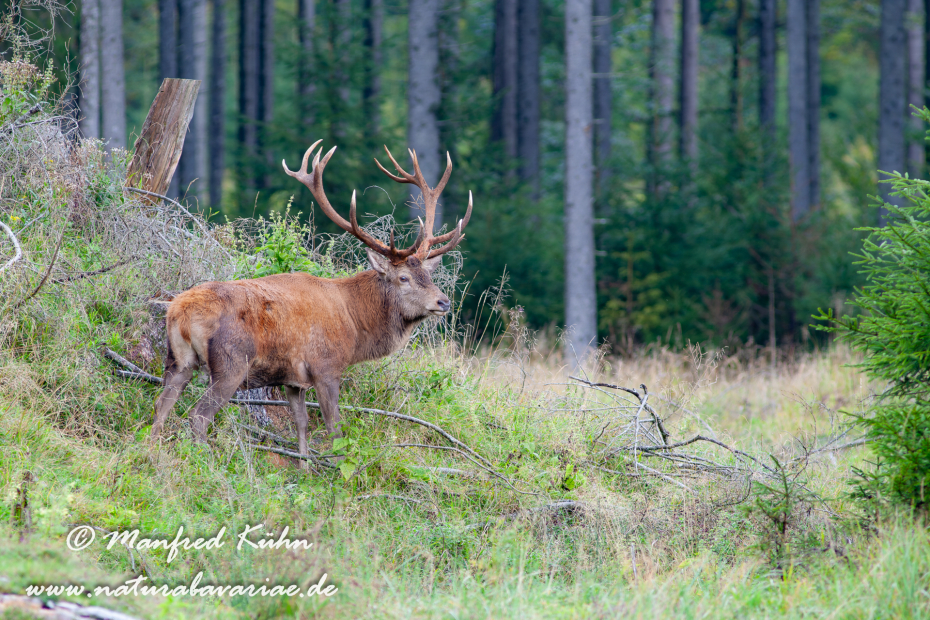 Rothirsch ()_0052