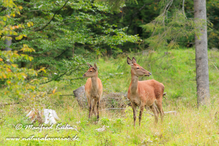Rothirsch ()_0061