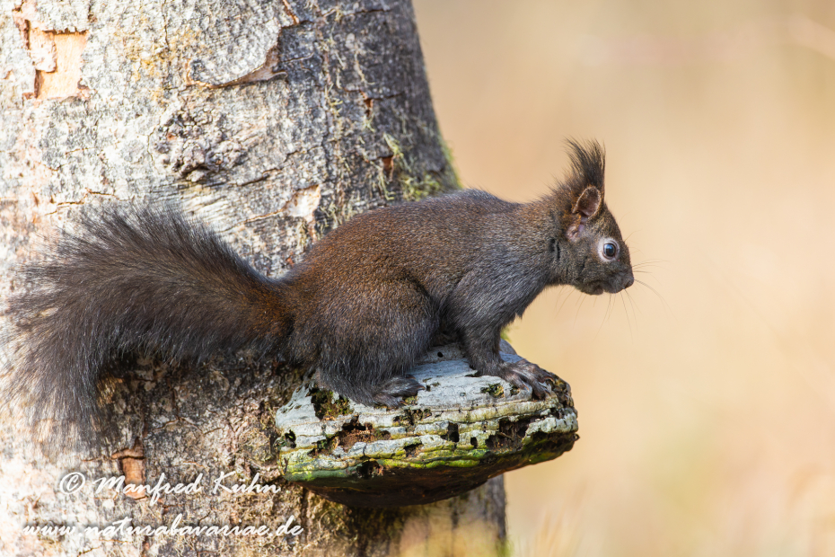 Eichhörnchen ()_0012