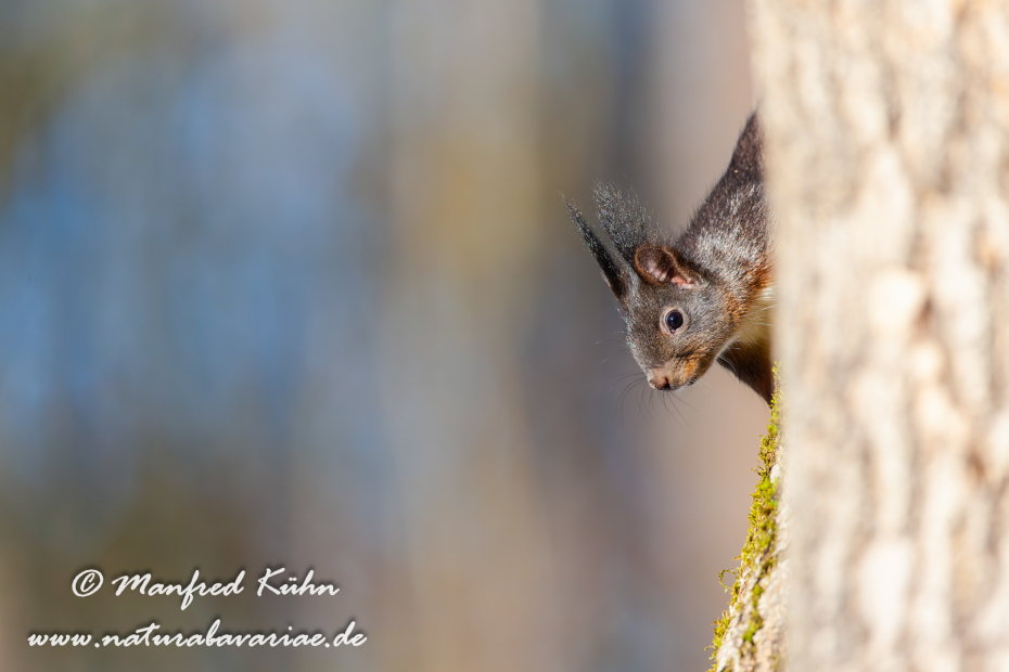 Eichhörnchen ()_0013