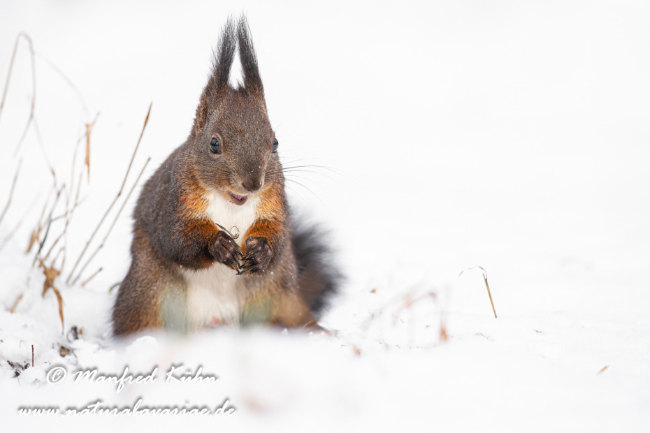 Eichhörnchen ()_0025