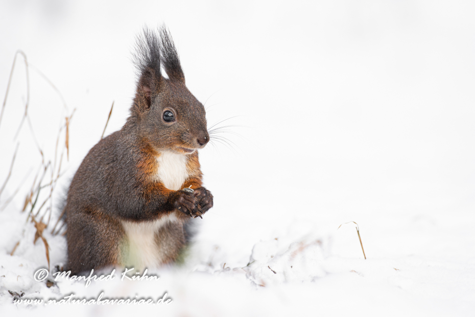 Eichhörnchen ()_0028