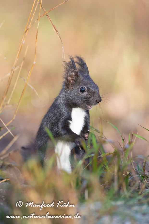 Eichhörnchen ()_0029