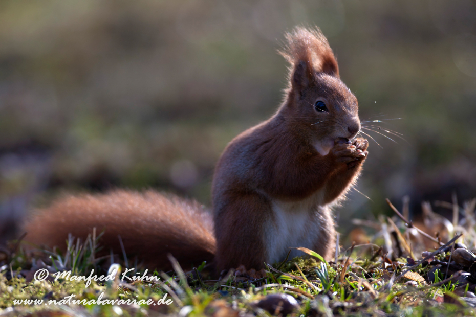 Eichhörnchen ()_0039