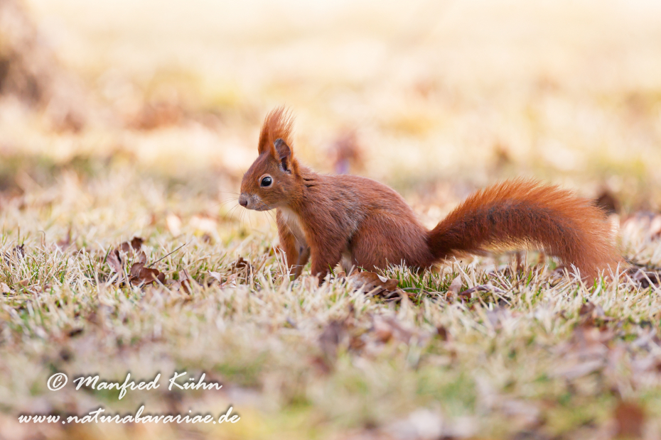 Eichhörnchen ()_0040