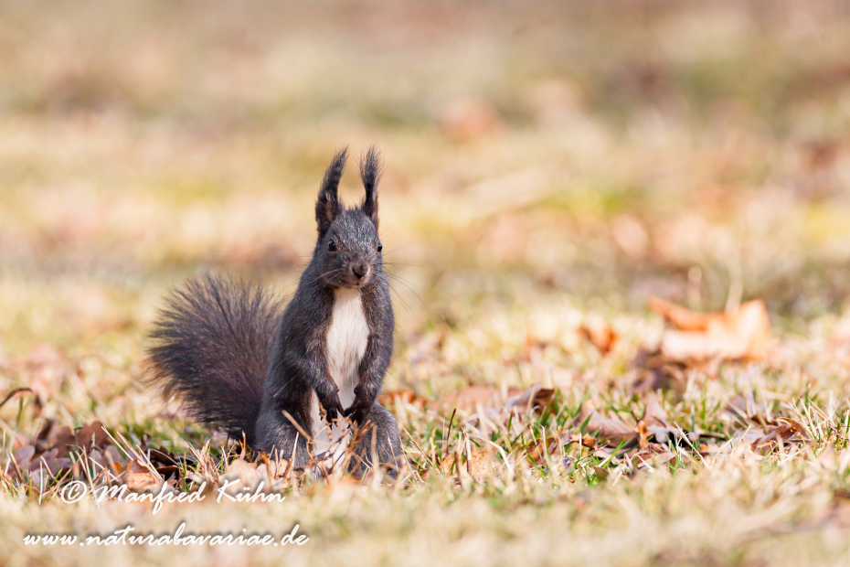 Eichhörnchen ()_0041