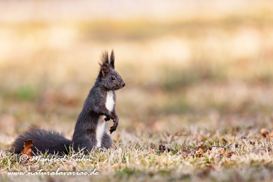 Eichhörnchen ()_0042