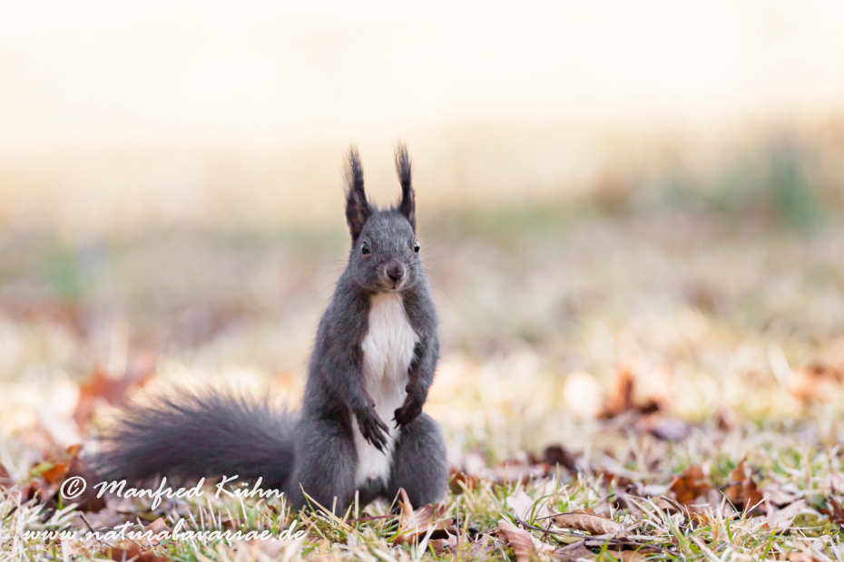 Eichhörnchen ()_0044