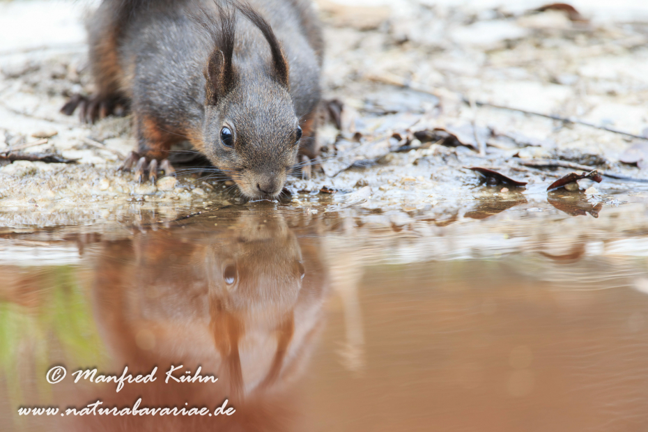 Eichhörnchen ()_0054