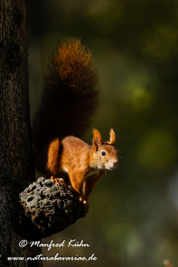 Eichhörnchen ()_0056