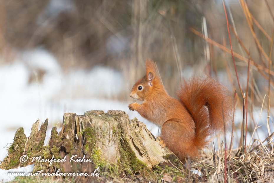 Eichhörnchen ()_0058