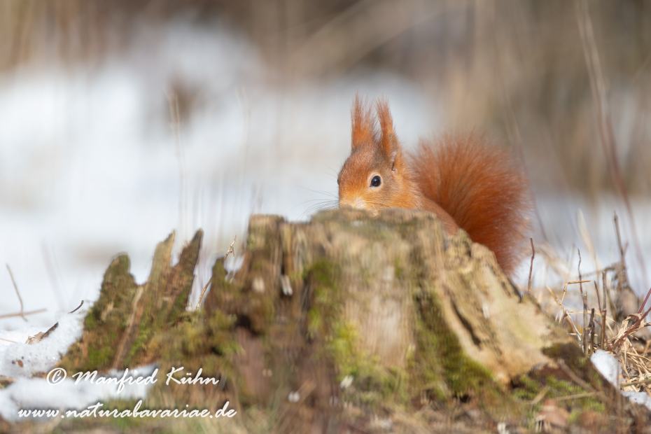 Eichhörnchen ()_0060