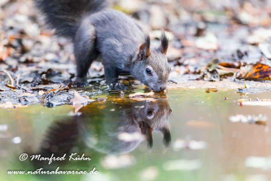 Eichhörnchen ()_0063