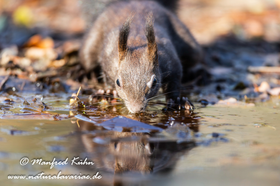 Eichhörnchen ()_0064