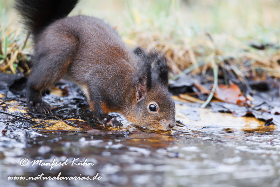 Eichhörnchen ()_0067
