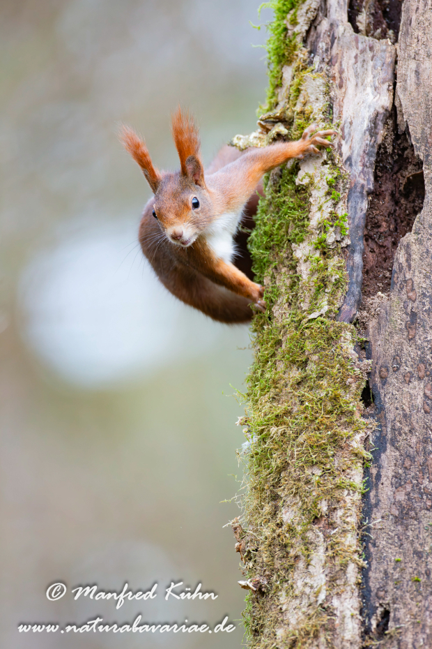 Eichhörnchen ()_0070
