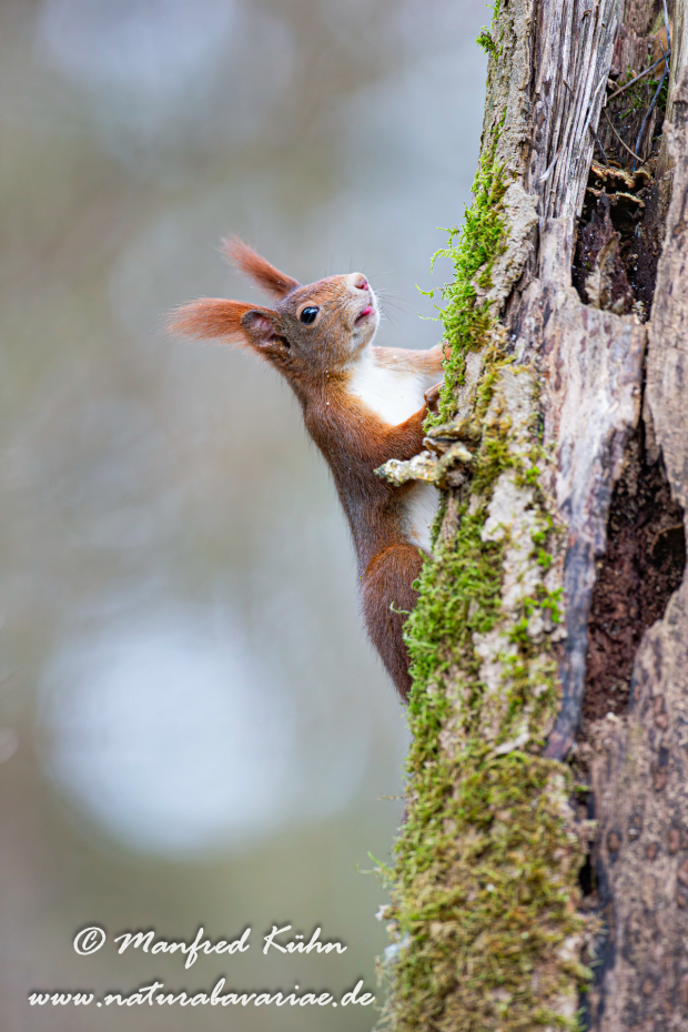 Eichhörnchen ()_0071