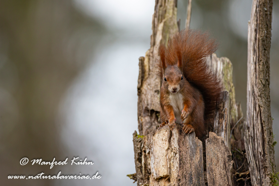 Eichhörnchen ()_0072