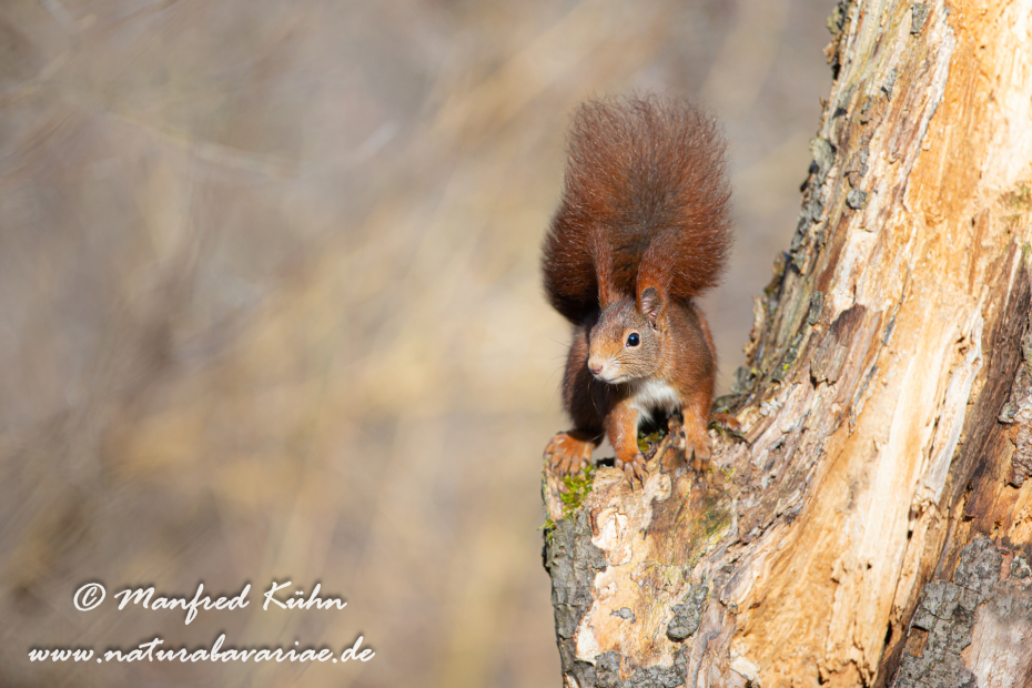 Eichhörnchen ()_0074