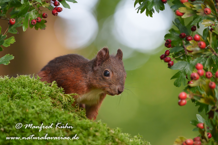 Eichhörnchen ()_0080