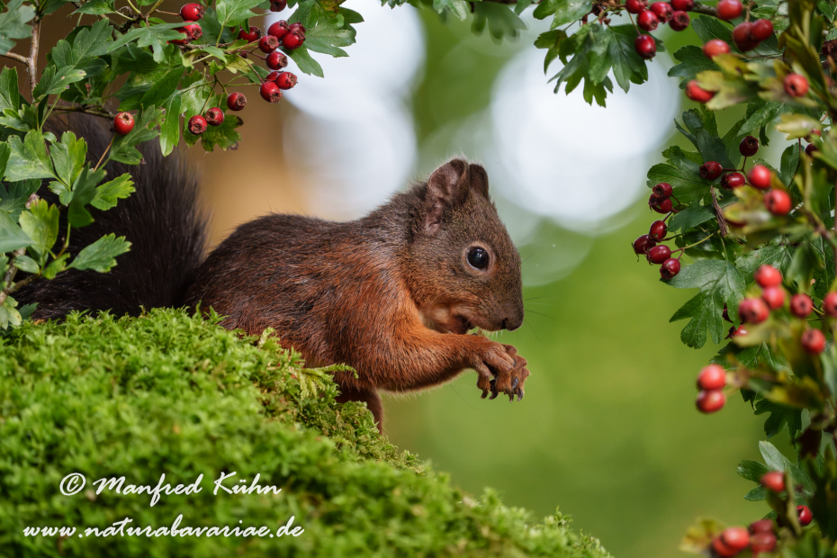 Eichhörnchen ()_0082