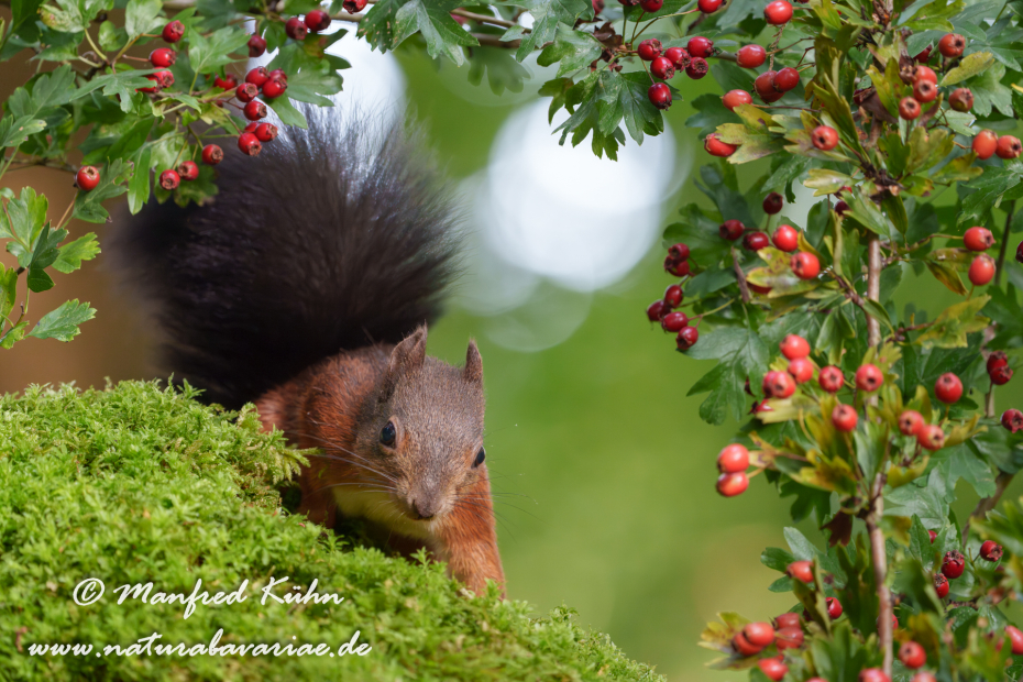 Eichhörnchen ()_0089