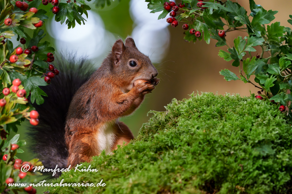 Eichhörnchen ()_0091