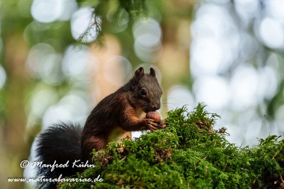 Eichhörnchen ()_0094