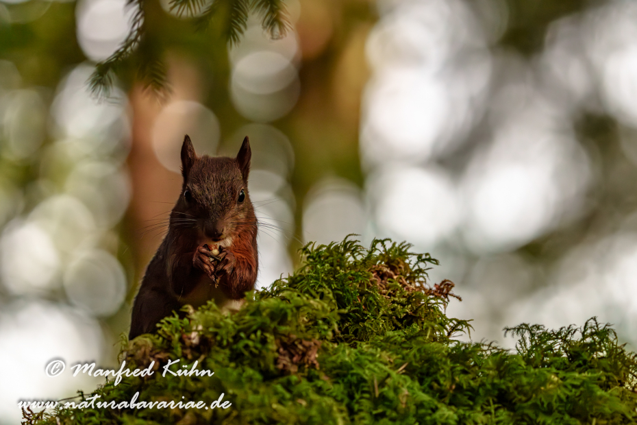 Eichhörnchen ()_0095