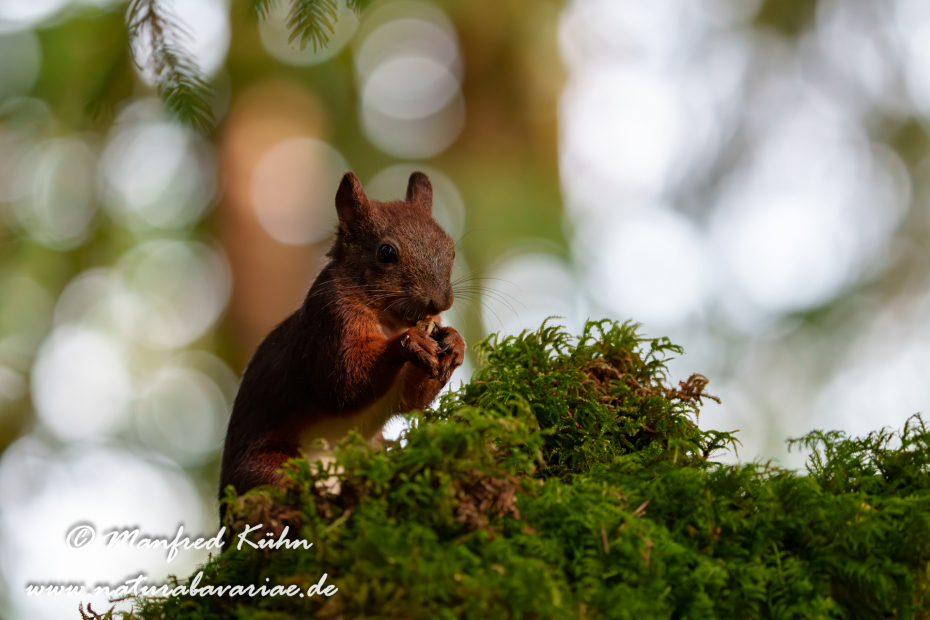 Eichhörnchen ()_0104