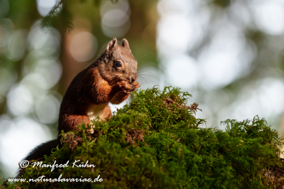 Eichhörnchen ()_0113