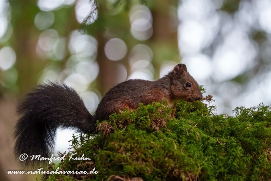 Eichhörnchen ()_0119