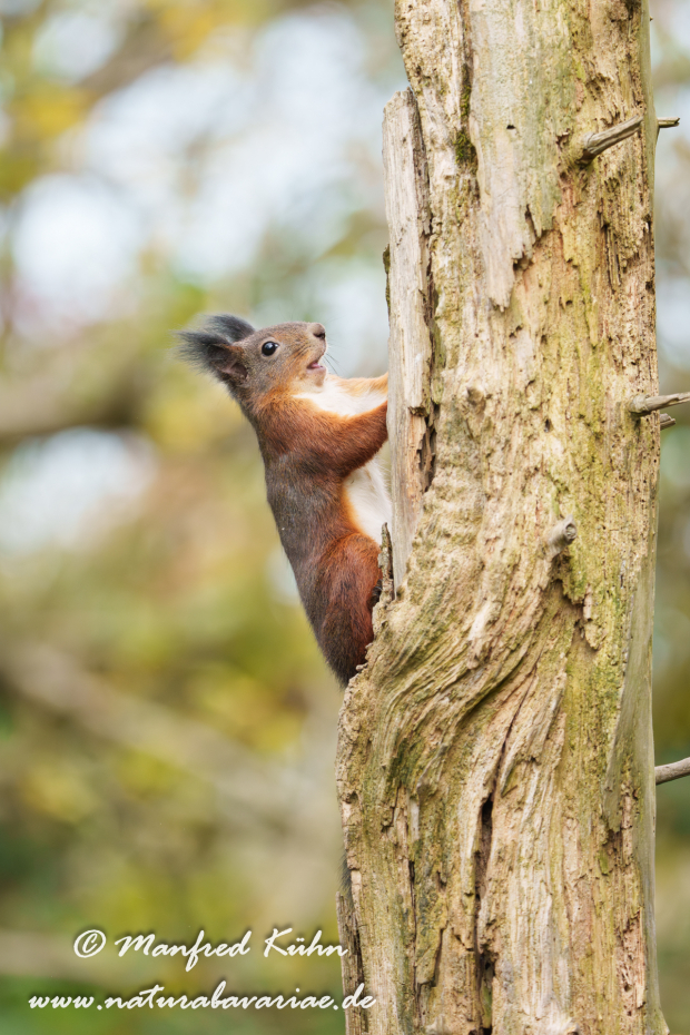 Eichhörnchen ()_0145