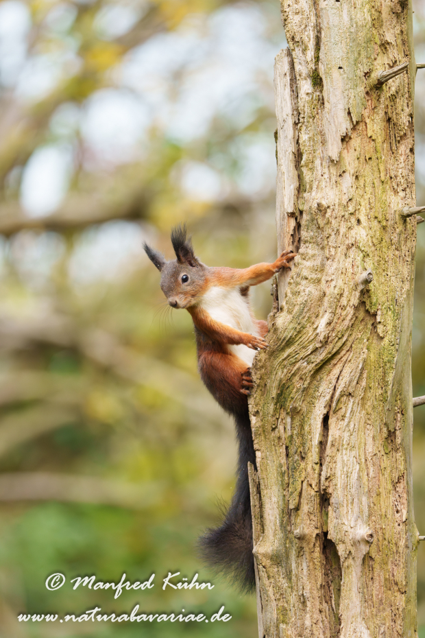 Eichhörnchen ()_0157