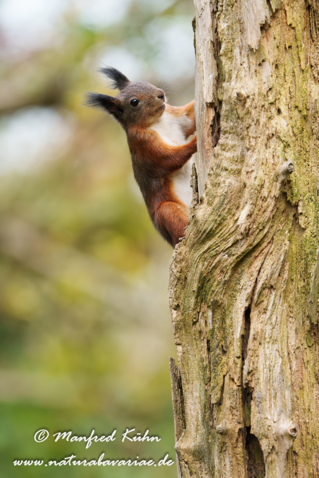 Eichhörnchen ()_0172