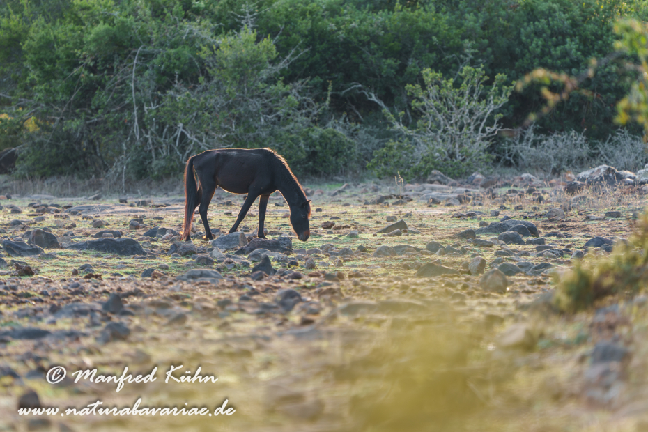 Giarapferd (Sardinien)_0004