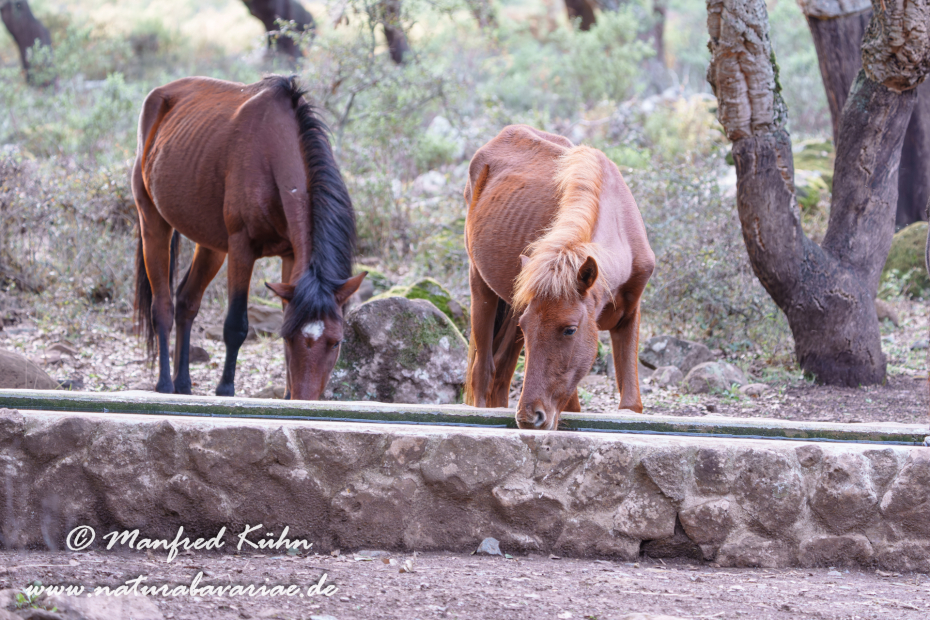 Giarapferd (Sardinien)_0040
