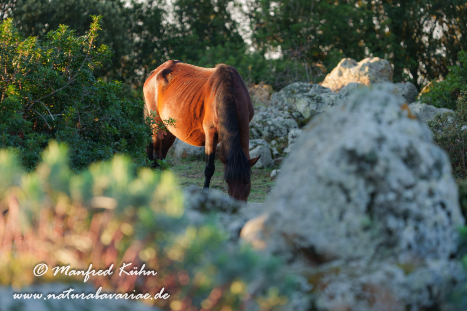 Giarapferd (Sardinien)_0071