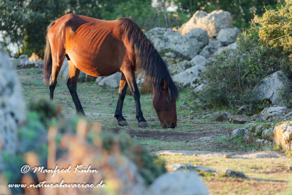 Giarapferd (Sardinien)_0072