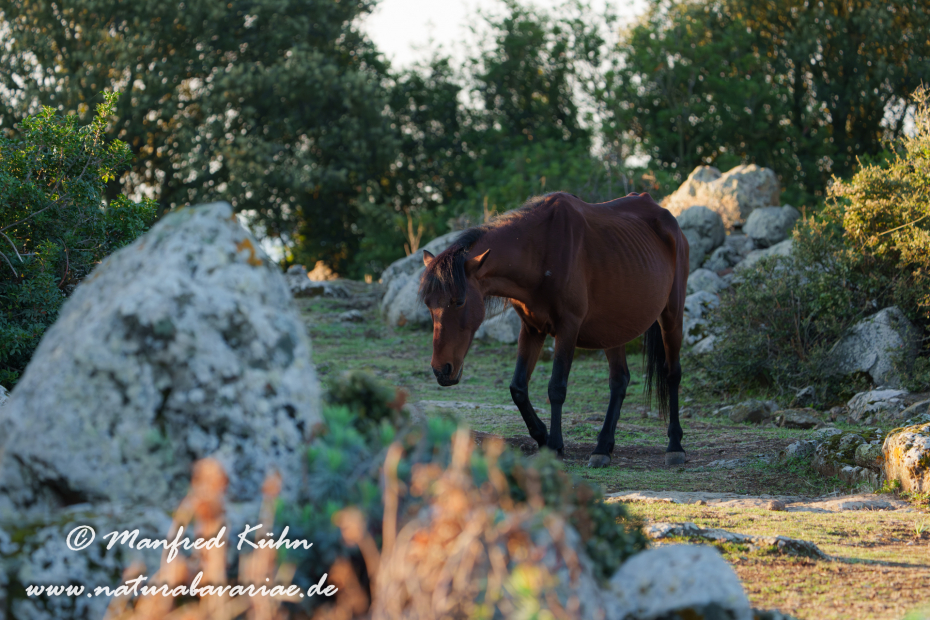 Giarapferd (Sardinien)_0077