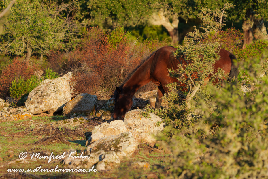Giarapferd (Sardinien)_0082