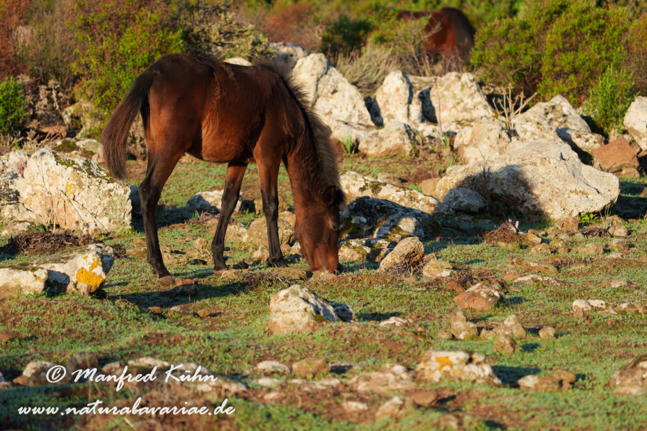 Giarapferd (Sardinien)_0090