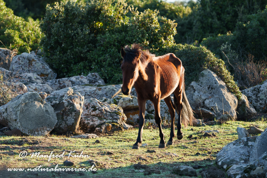 Giarapferd (Sardinien)_0094