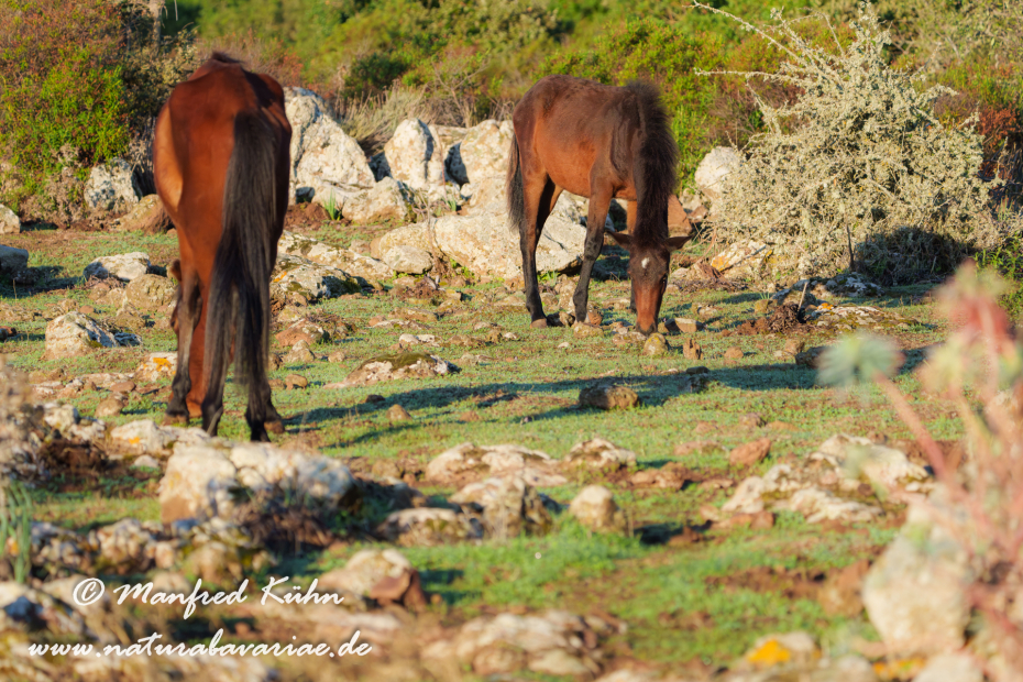 Giarapferd (Sardinien)_0099
