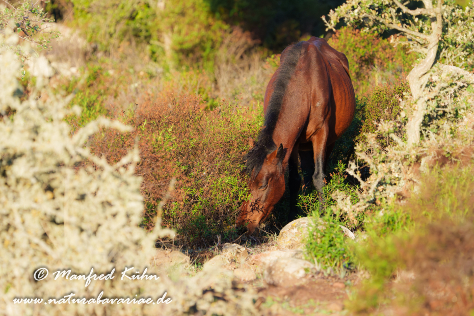 Giarapferd (Sardinien)_0129