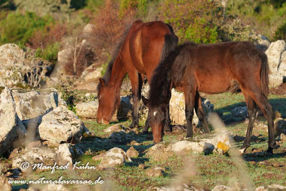 Giarapferd (Sardinien)_0131
