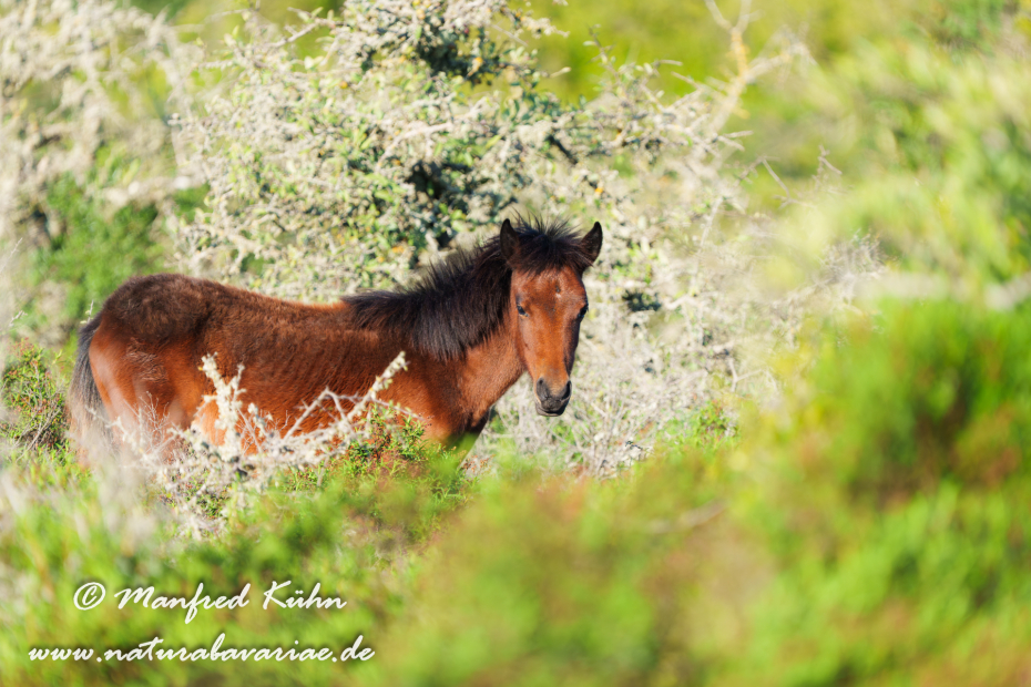 Giarapferd (Sardinien)_0139