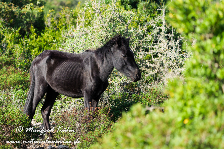 Giarapferd (Sardinien)_0158