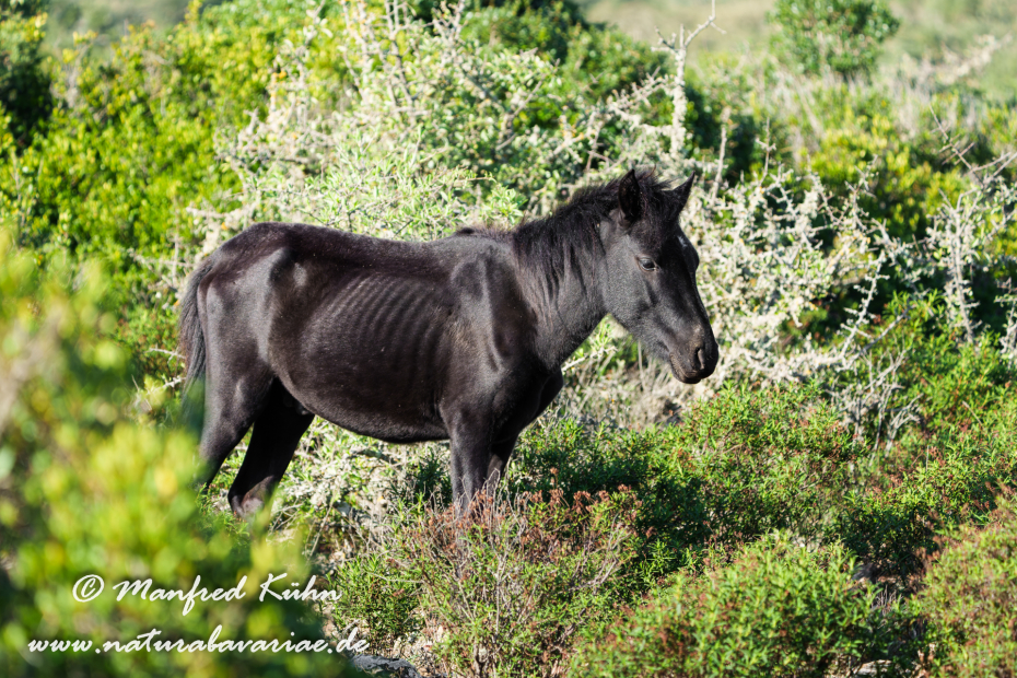 Giarapferd (Sardinien)_0162