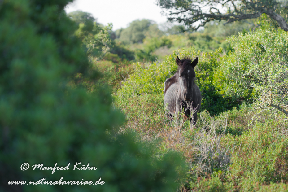 Giarapferd (Sardinien)_0178